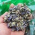 中药材蓝盆花兰盆花