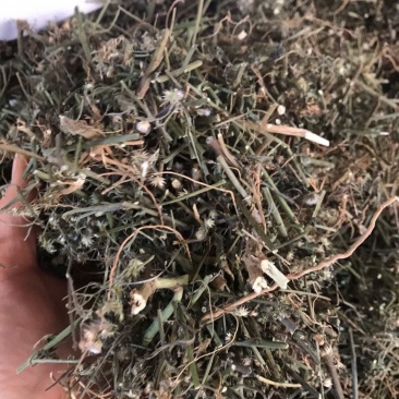 伤寒草天然野生潮汕消山虎夜香牛小气菜