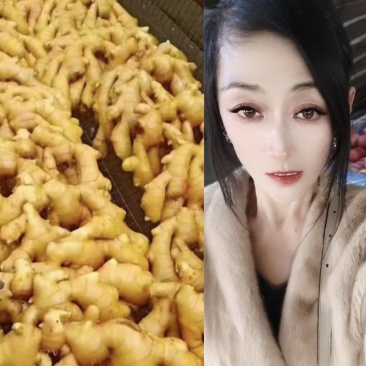 姜种产地行情！品种齐全！大黄姜，小黄姜，二黄姜等全国发货