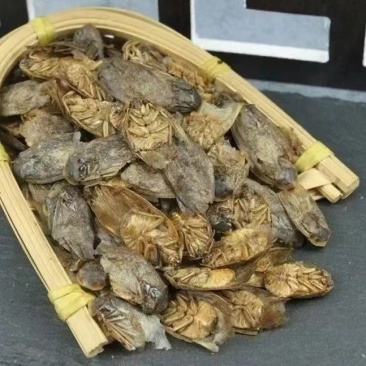 蛰虫中药材公土元翅膀地鳖虫