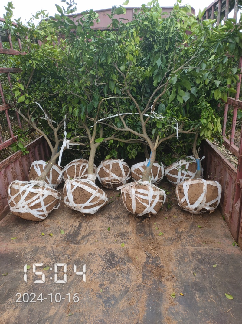 6公分的爱媛28号果冻橙苗