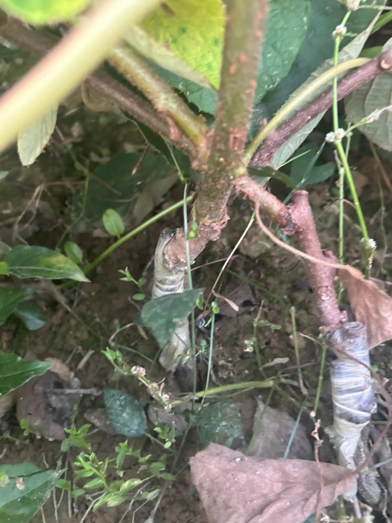 翠香猕猴桃苗大量出售，品种齐全，保质保量包成活