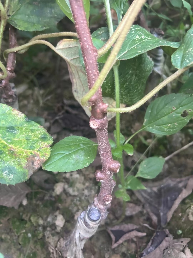 翠香猕猴桃苗大量出售，品种齐全，保质保量包成活