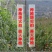 «一件代发»四川攀枝花米易沙瓤西红柿对接全平台团购微商