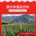 «一件代发»四川攀枝花米易沙瓤西红柿对接全平台团购微商