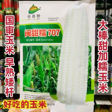 闽甜糯707甜糯玉米种子矮杆早熟大棒鲜食糯玉米种子春秋国