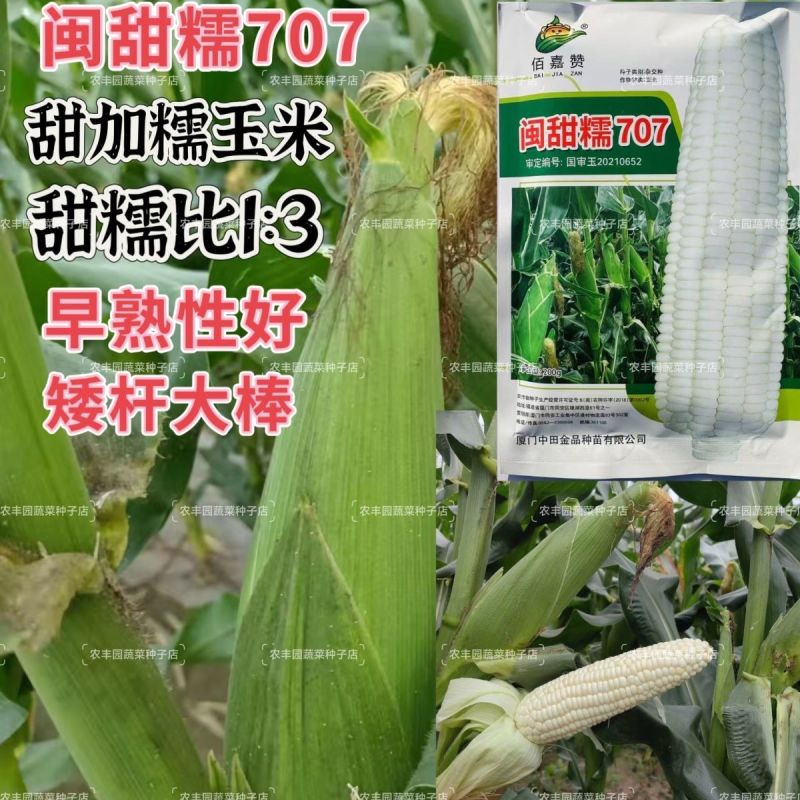 闽甜糯707甜糯玉米种子矮杆早熟大棒鲜食糯玉米种子春秋国
