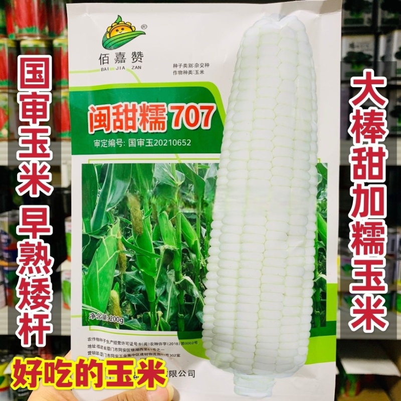 闽甜糯707甜糯玉米种子矮杆早熟大棒鲜食糯玉米种子春秋国