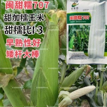闽甜糯707甜糯玉米种子矮杆早熟大棒鲜食糯玉米种子春秋国