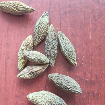 中药材橄榄果青果橄榄核果