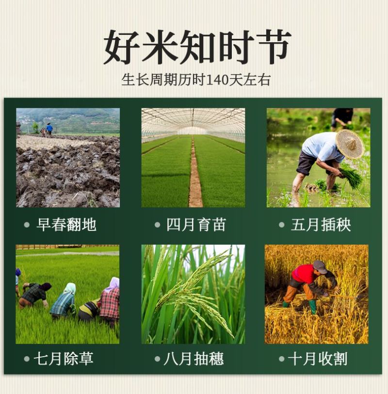 辽宁盘锦蟹田新大米货源充足大量供货一手货源
