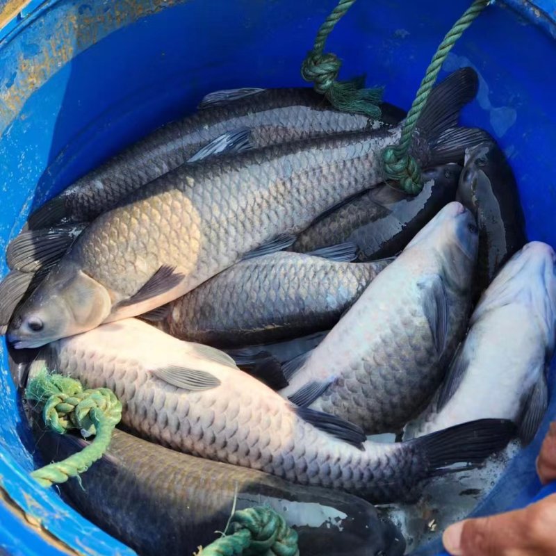 云南本地鲜活水库青鱼直供