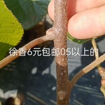 松柏镇徐香猕猴桃苗水扬桃嫁接基地直供价格实惠成活高