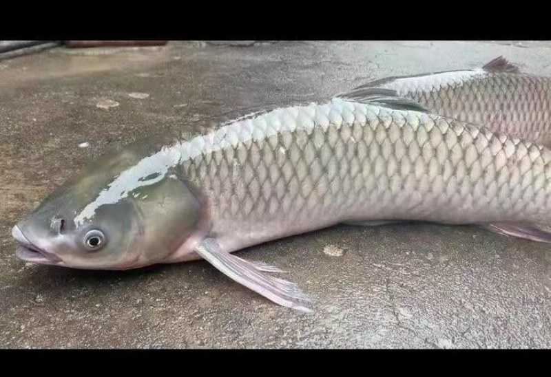 草鱼