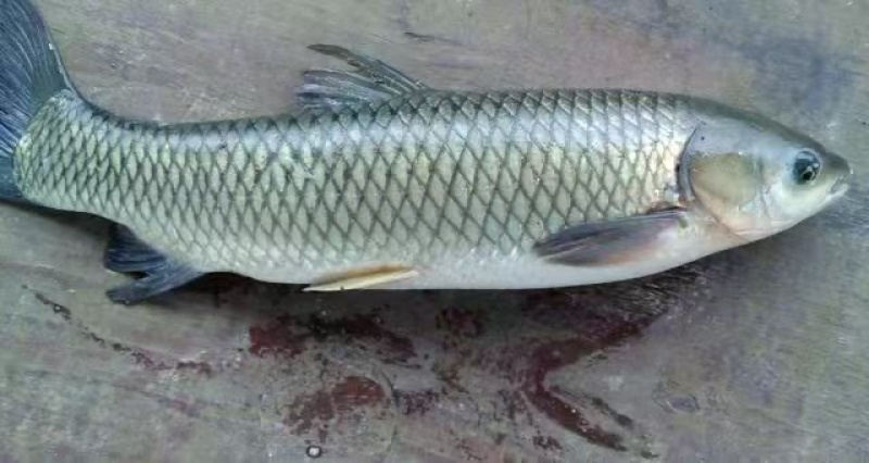 草鱼