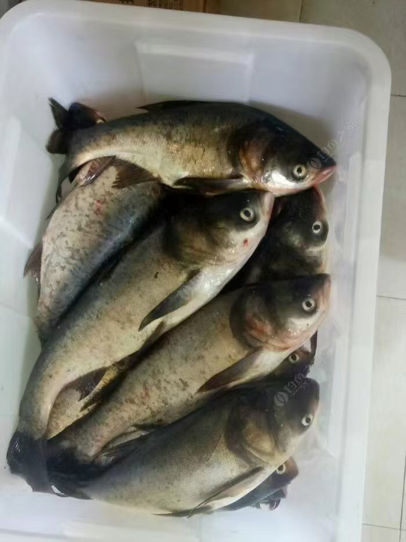 大头鱼