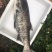 大头鱼