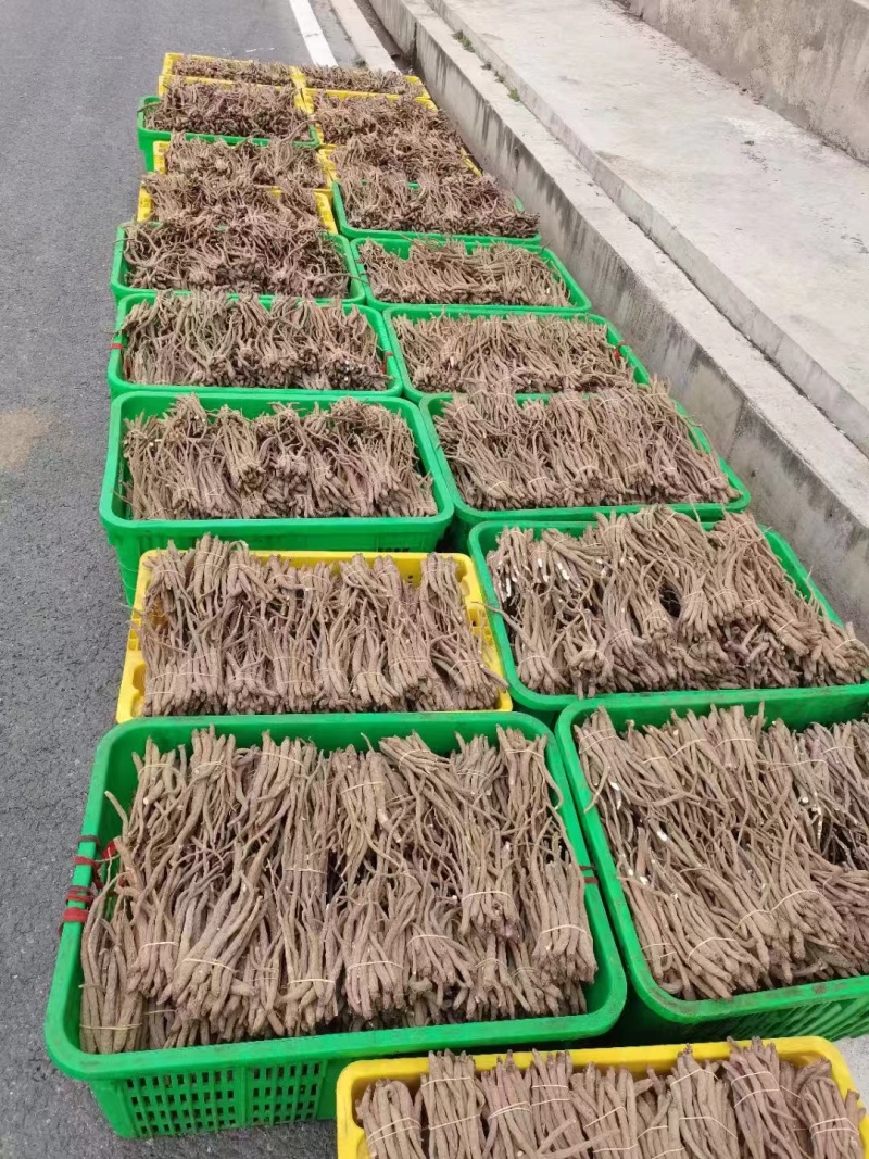川西高原独角当归甜当归干货大量批发自然晒干品质