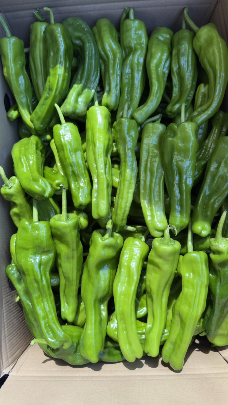 【推荐】芜湖椒、大量有货，一手货源，欢迎来电