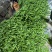 【推荐】芜湖椒、大量有货，一手货源，欢迎来电