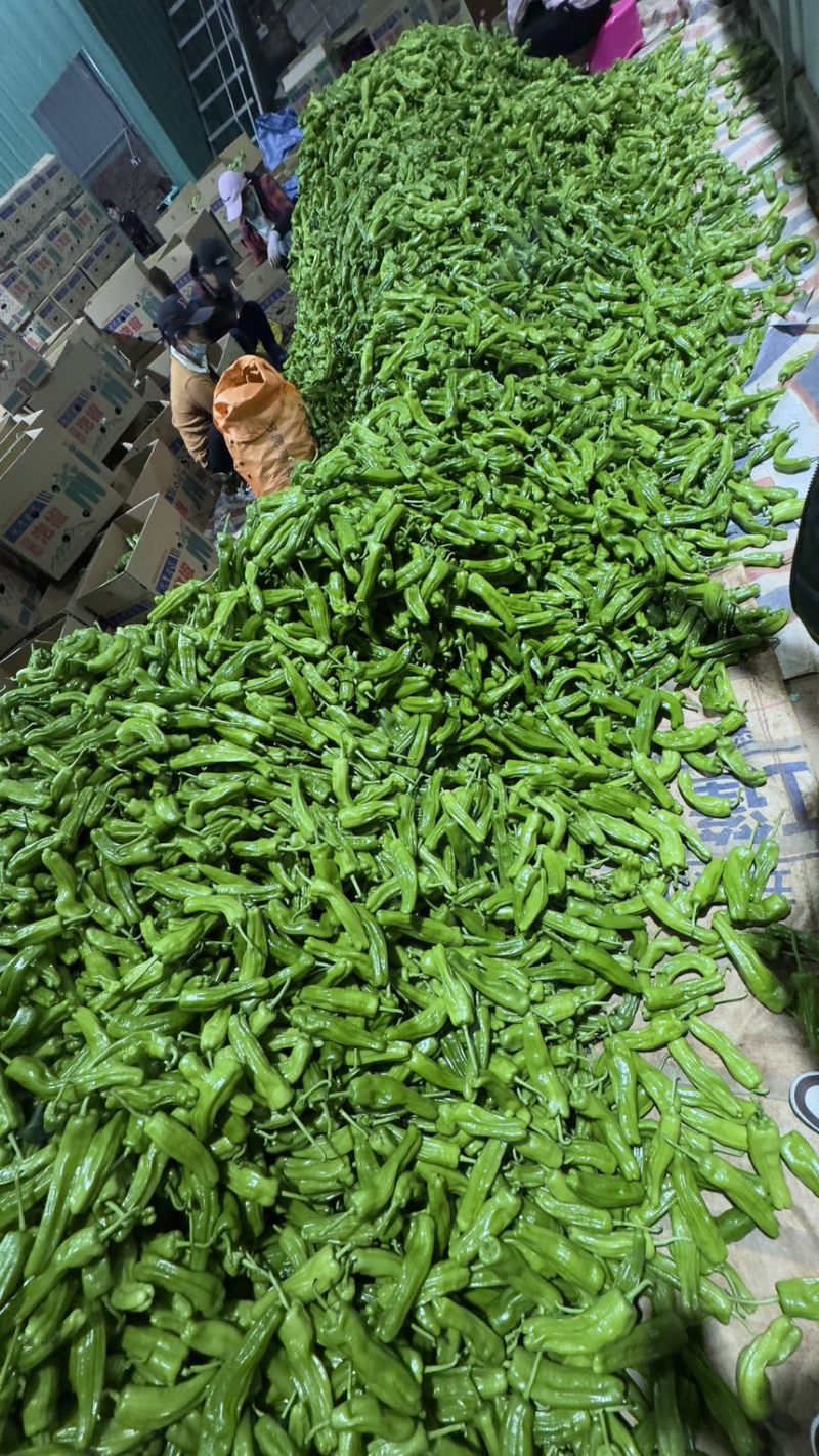 【推荐】芜湖椒、大量有货，一手货源，欢迎来电