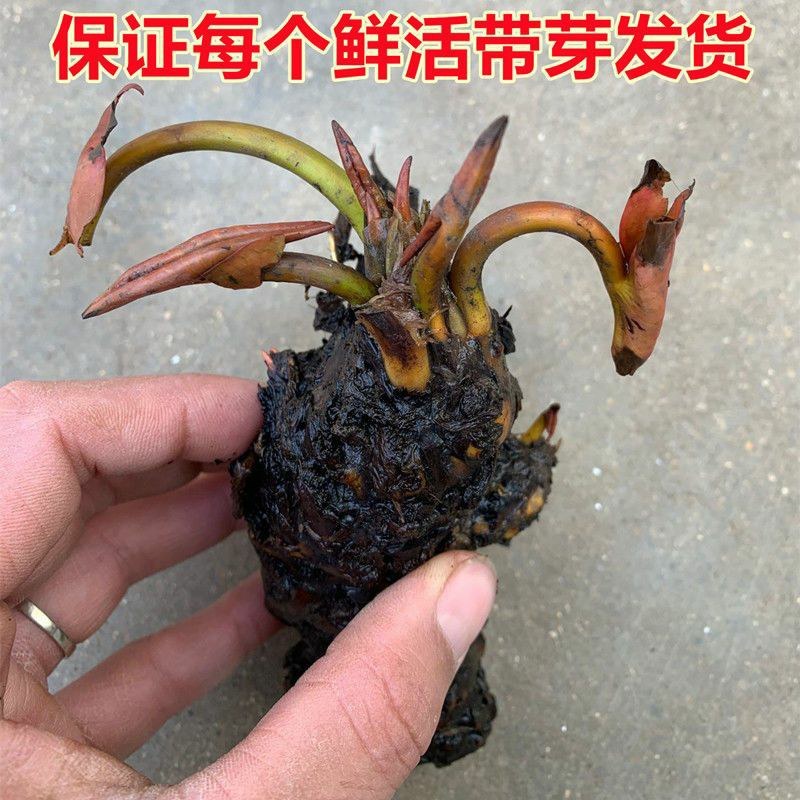 大睡莲根块四季水生花卉植物水培碗莲荷花睡莲种苗颜色齐全