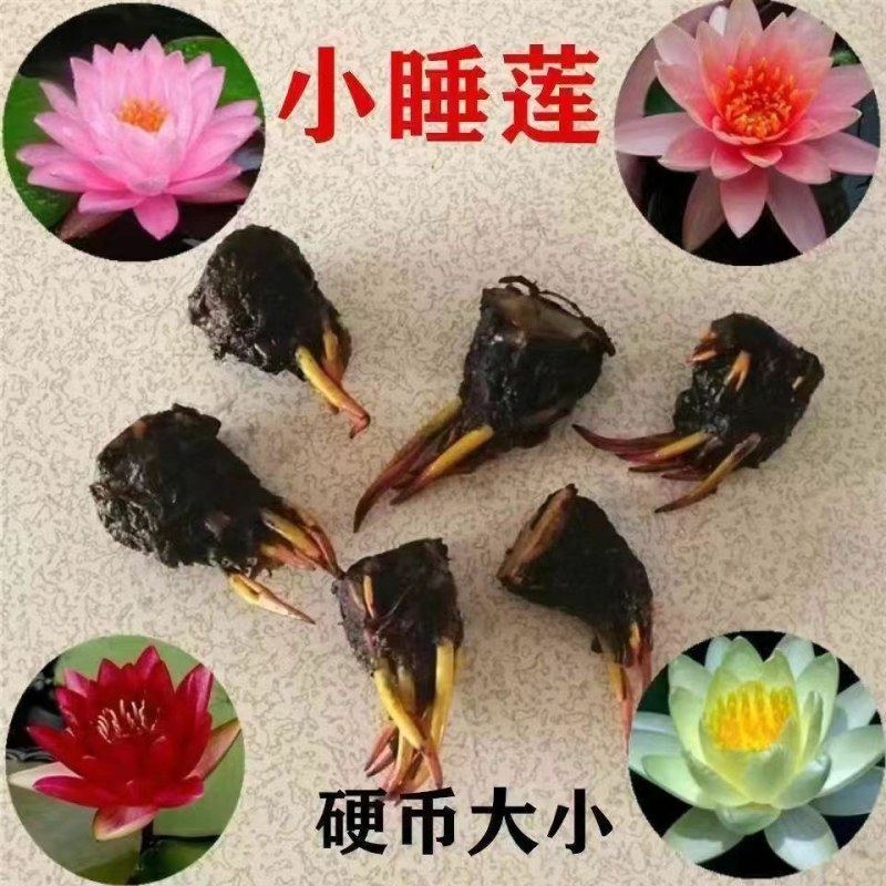 大睡莲根块四季水生花卉植物水培碗莲荷花睡莲种苗颜色齐全