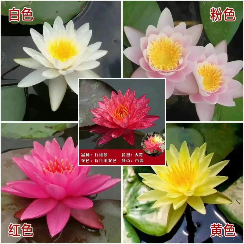 大睡莲根块四季水生花卉植物水培碗莲荷花睡莲种苗颜色齐全
