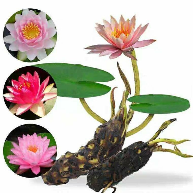 大睡莲根块四季水生花卉植物水培碗莲荷花睡莲种苗颜色齐全