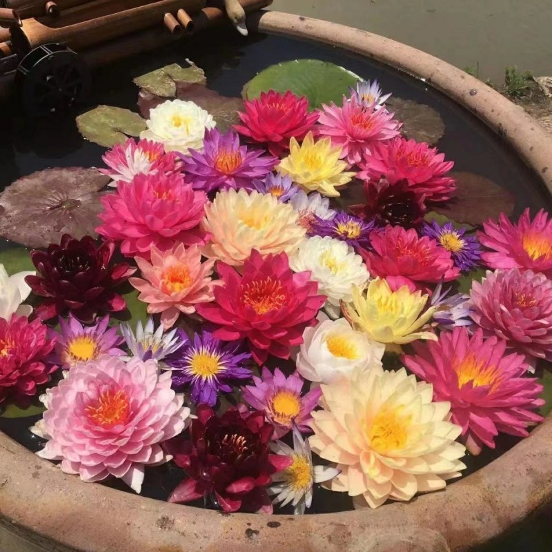 大睡莲根块四季水生花卉植物水培碗莲荷花睡莲种苗颜色齐全