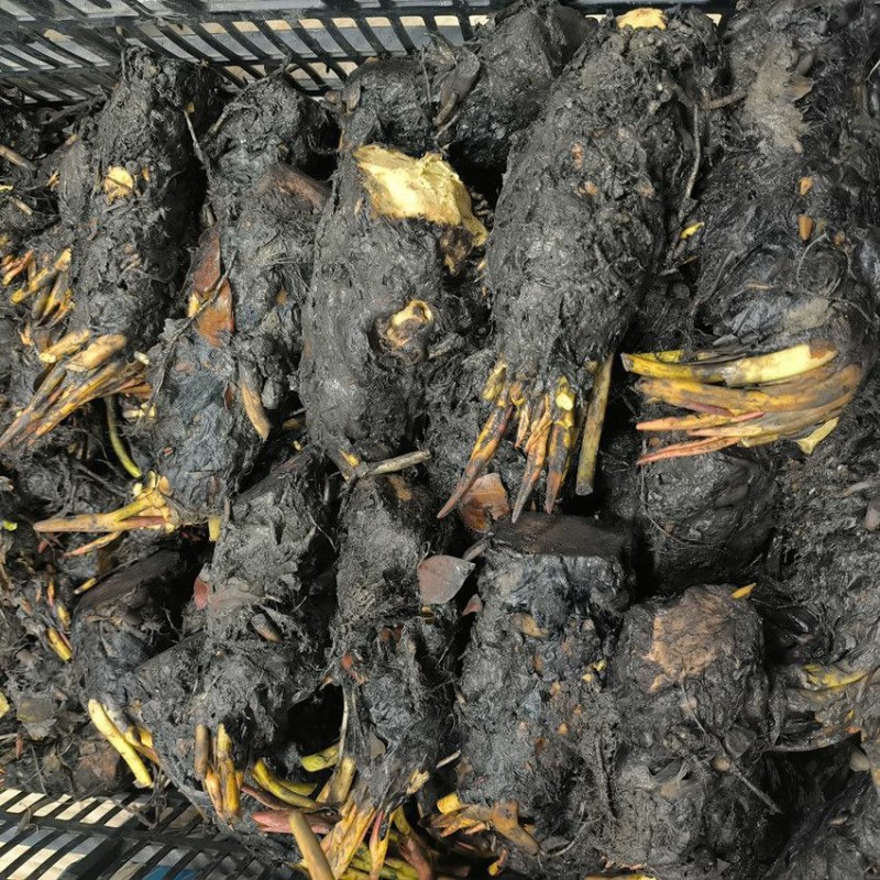 大睡莲根块四季水生花卉植物水培碗莲荷花睡莲种苗颜色齐全