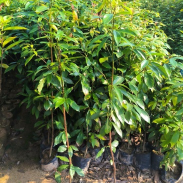 广西楠木苗，大量现货上市，保存活率高欢迎订购