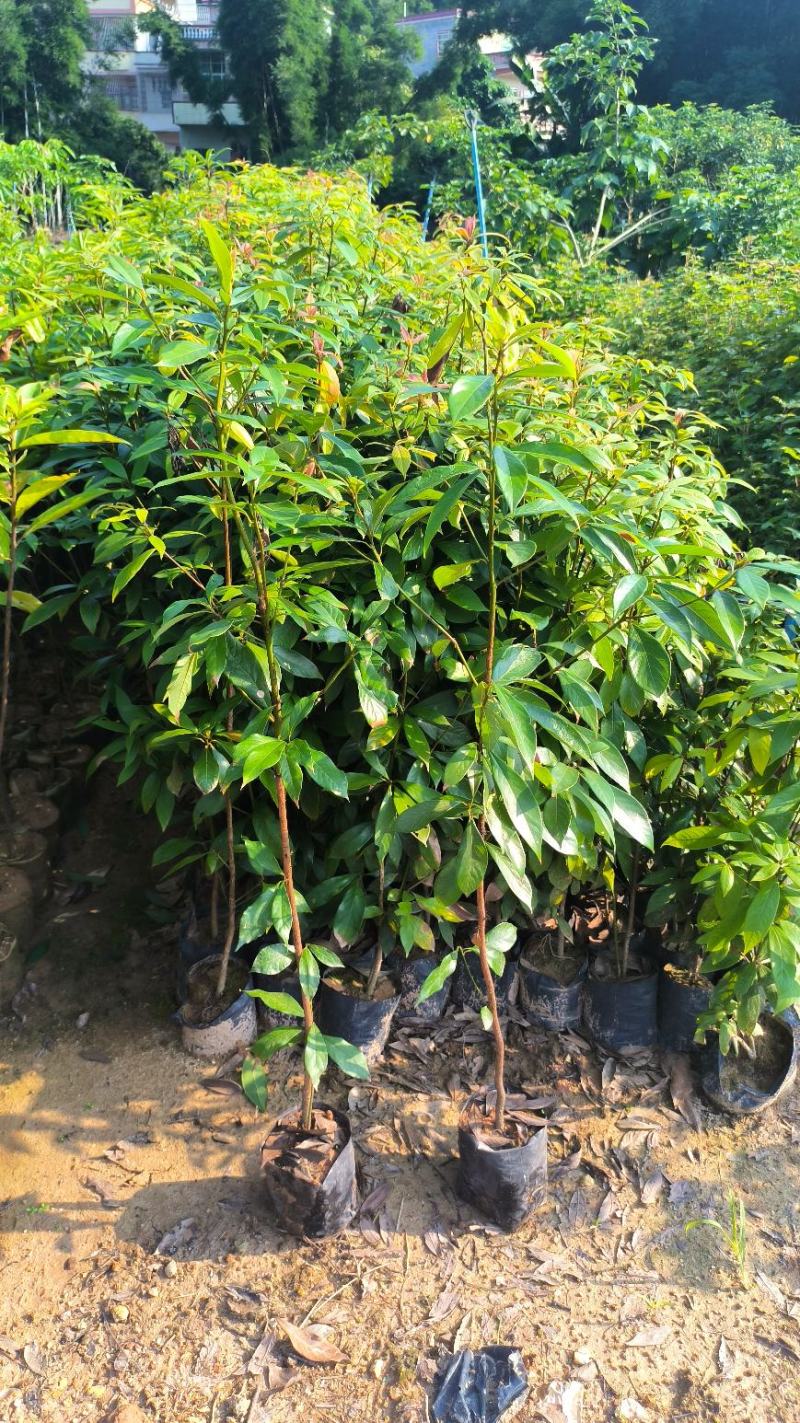 广西楠木苗，大量现货上市，保存活率高欢迎订购