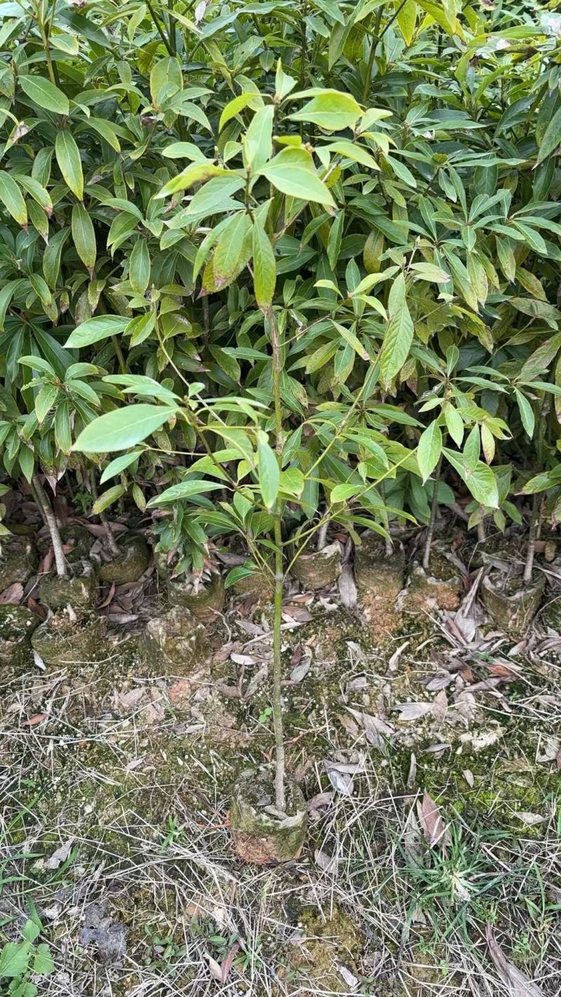 广西楠木苗，大量现货上市，保存活率高欢迎订购