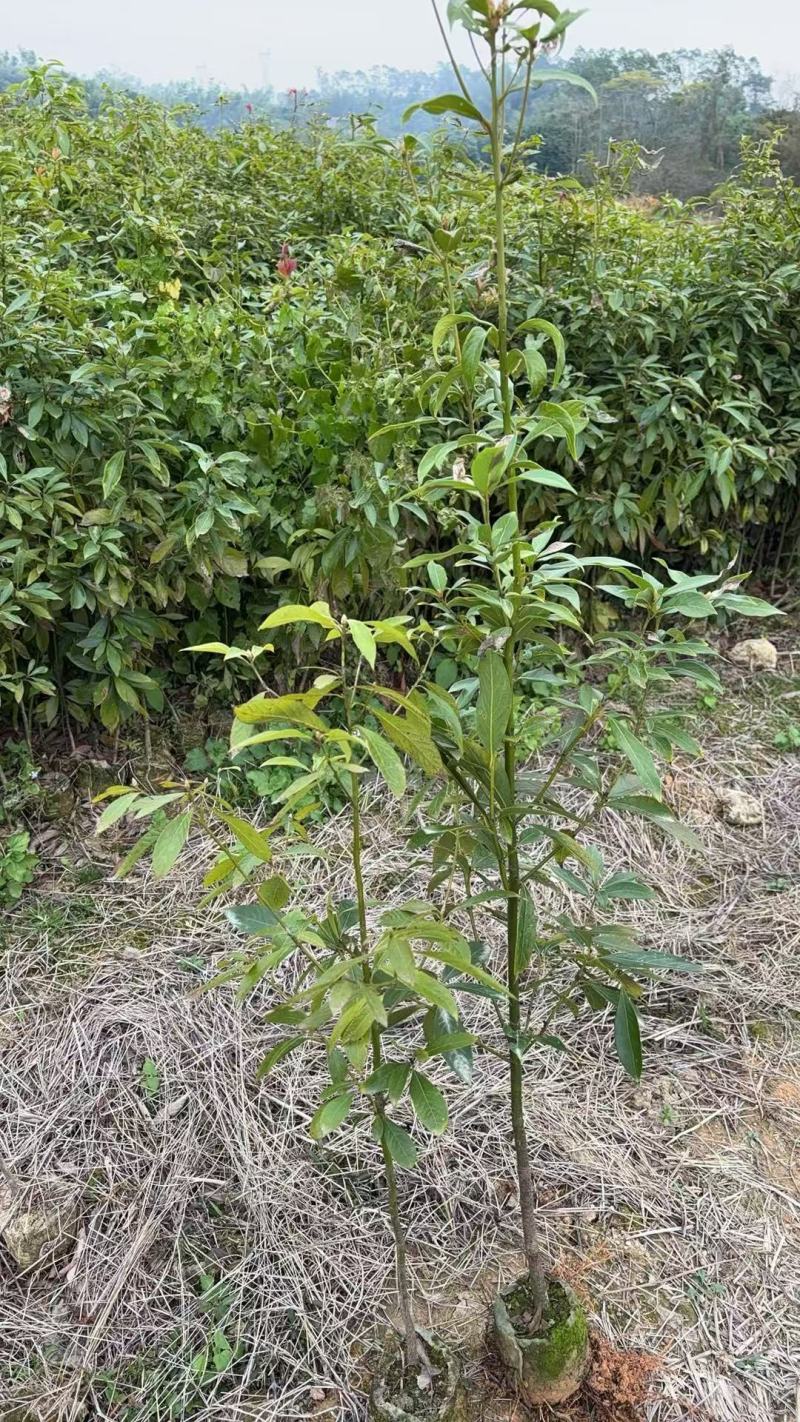广西楠木苗，大量现货上市，保存活率高欢迎订购