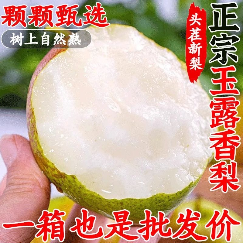 正宗山西玉露香梨网红款抖音淘宝拼多多一件代发视频号