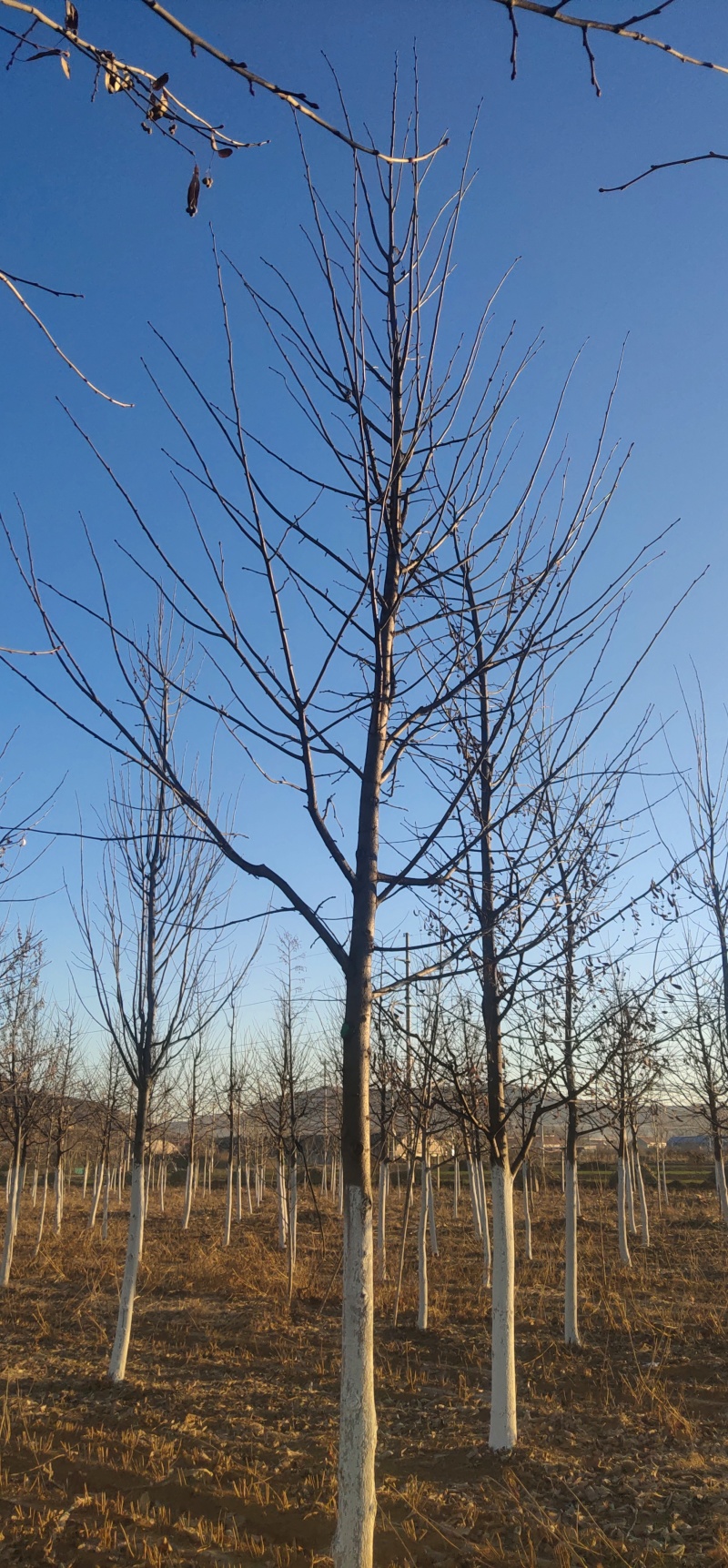 椴树
