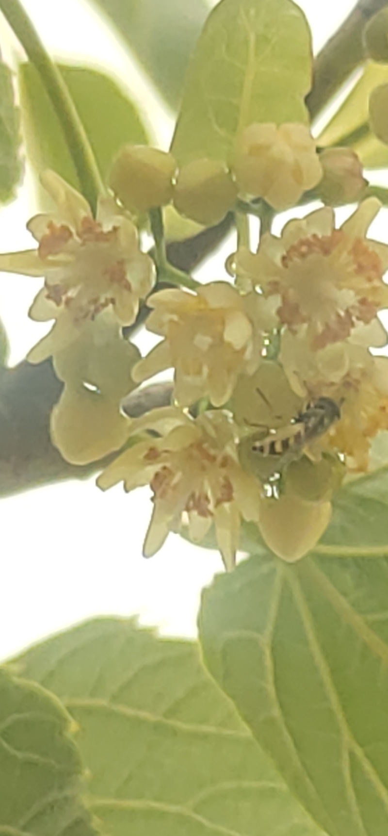 椴树