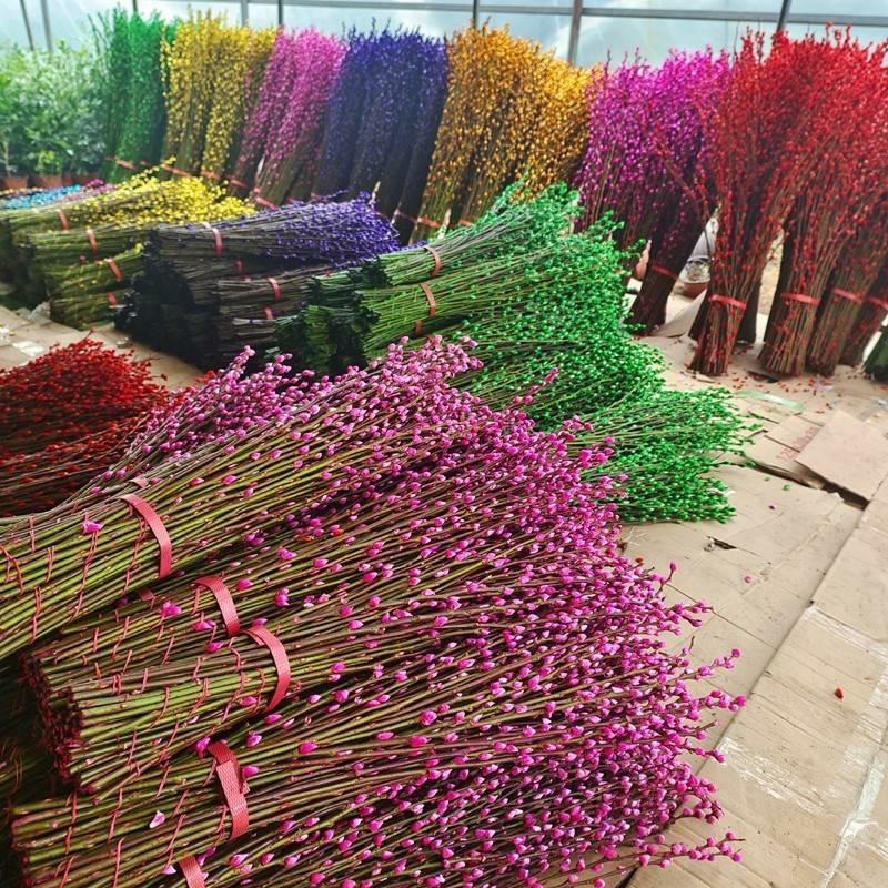 红色招财银柳干花真花鲜枝耐寒花卉可水培植物客厅室内装饰
