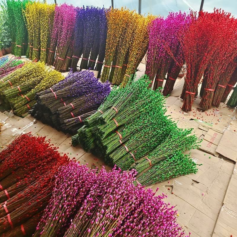 红色招财银柳干花真花鲜枝耐寒花卉可水培植物客厅室内装饰