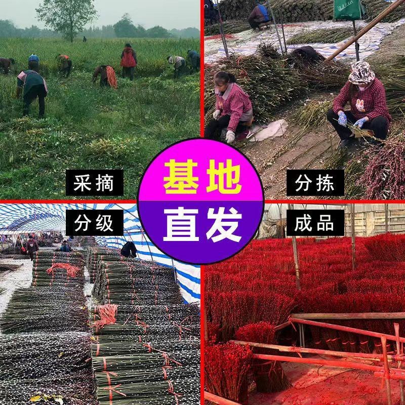 红色招财银柳干花真花鲜枝耐寒花卉可水培植物客厅室内装饰