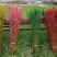 红色招财银柳干花真花鲜枝耐寒花卉可水培植物客厅室内装饰