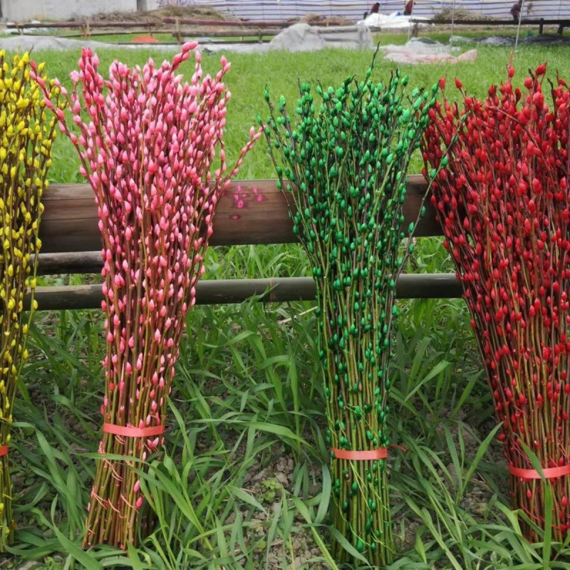 红色招财银柳干花真花鲜枝耐寒花卉可水培植物客厅室内装饰