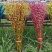 红色招财银柳干花真花鲜枝耐寒花卉可水培植物客厅室内装饰
