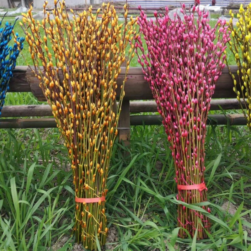 红色招财银柳干花真花鲜枝耐寒花卉可水培植物客厅室内装饰