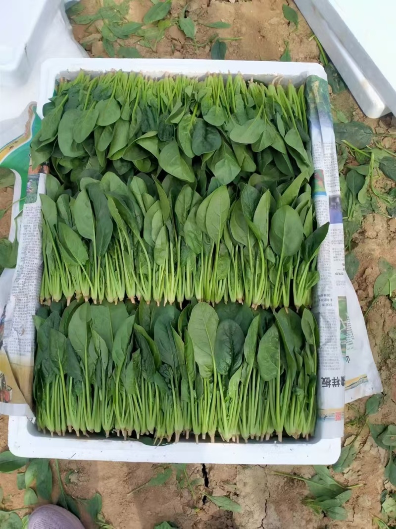 精品菠菜全能菠菜量大从优价格优惠欢迎咨询采购产地直销