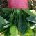 精品菠菜全能菠菜量大从优价格优惠欢迎咨询采购产地直销
