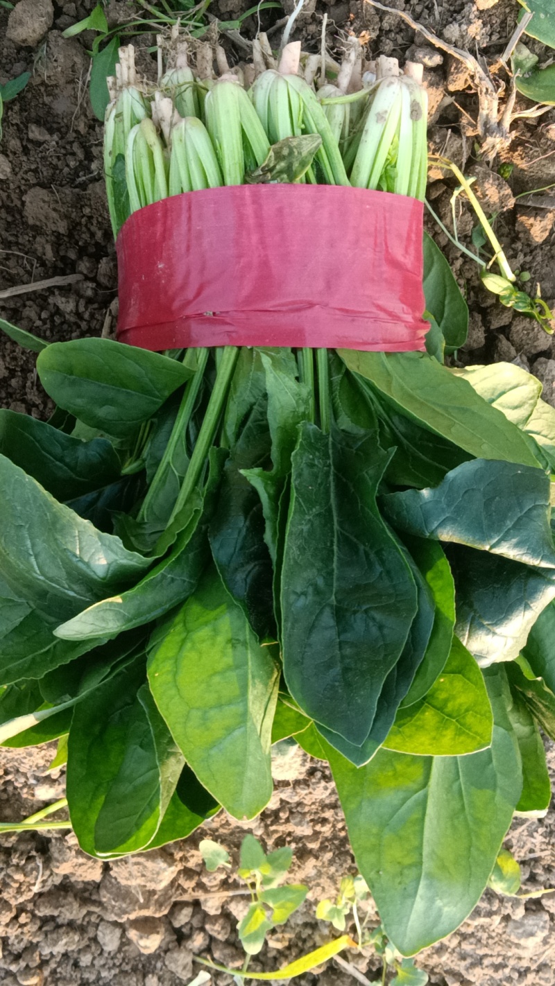 精品菠菜全能菠菜量大从优价格优惠欢迎咨询采购产地直销