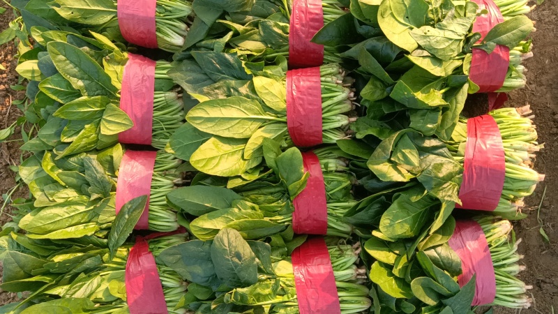 精品菠菜全能菠菜量大从优价格优惠欢迎咨询采购产地直销