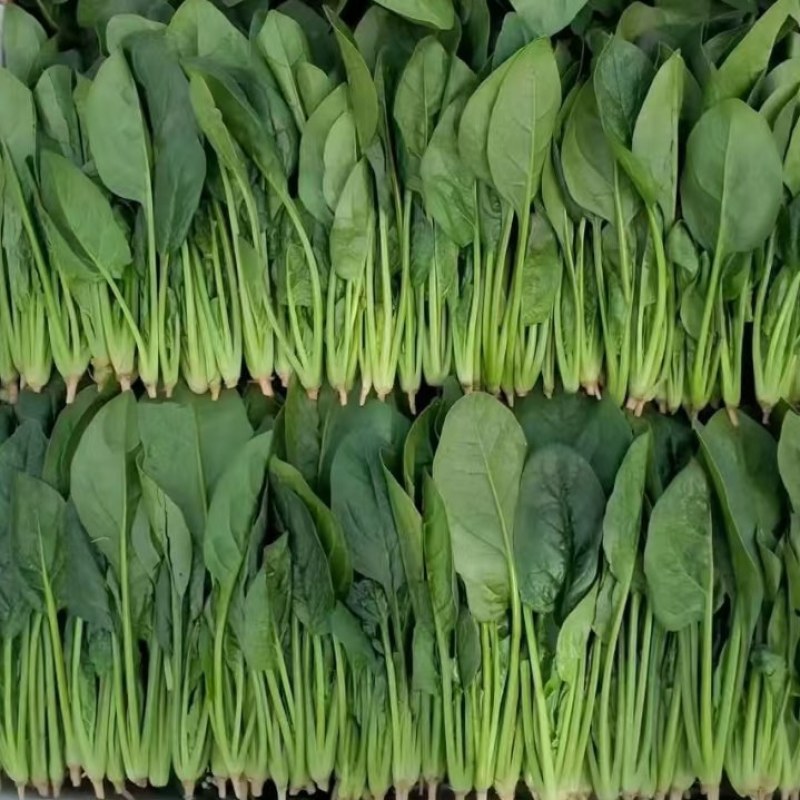 精品菠菜全能菠菜量大从优价格优惠欢迎咨询采购产地直销